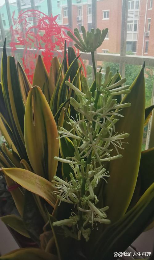 虎皮兰的浇水频率，虎皮兰浇几次水？-第5张图片-优品飞百科