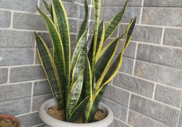 虎皮兰的浇水频率，虎皮兰浇几次水？-第6张图片-优品飞百科