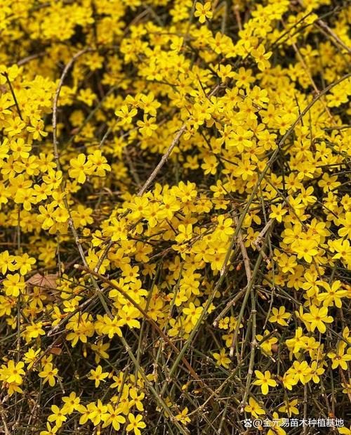迎春花怎么施肥?迎春花怎么施肥??-第1张图片-优品飞百科 迎春花怎么施肥?迎春花怎么施肥??-第1张图片-优品飞百科