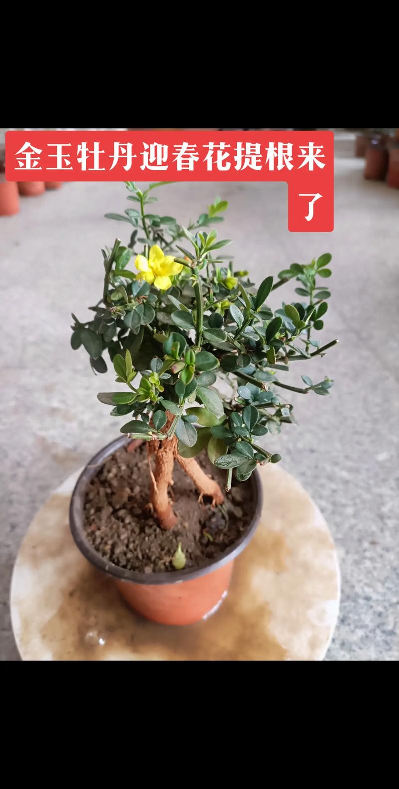 迎春花怎么施肥?迎春花怎么施肥??-第3张图片-优品飞百科 迎春花怎么施肥?迎春花怎么施肥??-第3张图片-优品飞百科