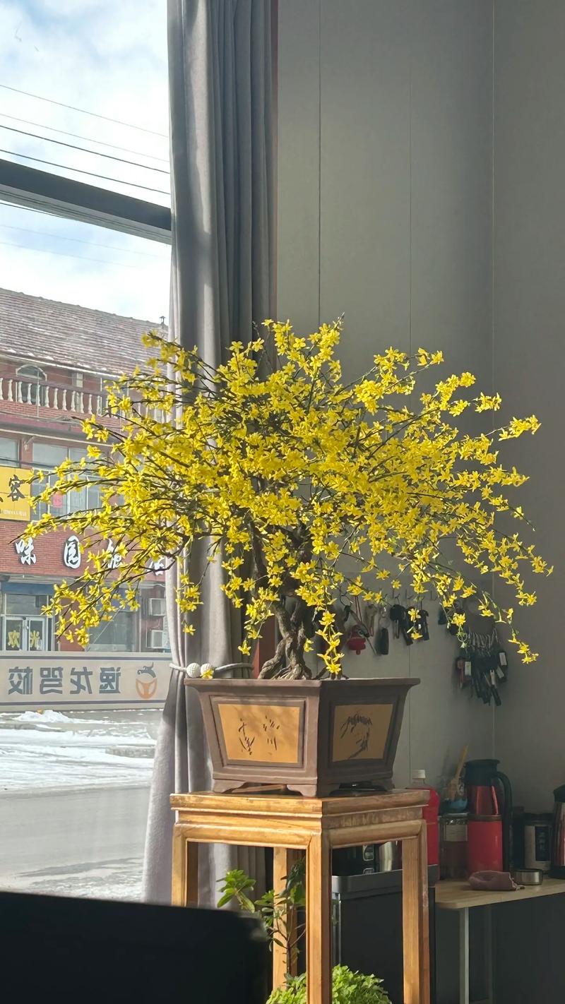 迎春花怎么施肥?迎春花怎么施肥??-第4张图片-优品飞百科 迎春花怎么施肥?迎春花怎么施肥??-第4张图片-优品飞百科