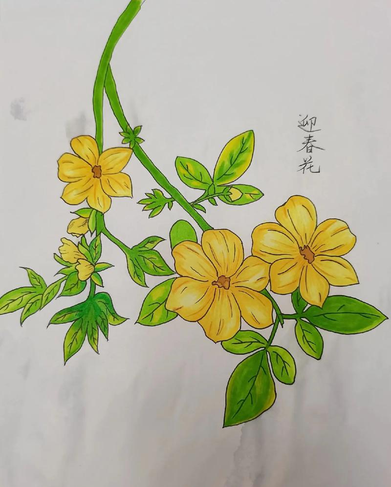 迎春花怎么施肥?迎春花怎么施肥??-第6张图片-优品飞百科 迎春花怎么施肥?迎春花怎么施肥??-第6张图片-优品飞百科