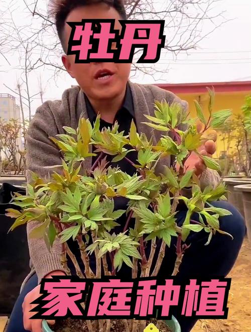 盆栽牡丹栽培和养护,盆栽牡丹花的养殖方法-第1张图片-优品飞百科 盆栽牡丹栽培和养护,盆栽牡丹花的养殖方法-第1张图片-优品飞百科