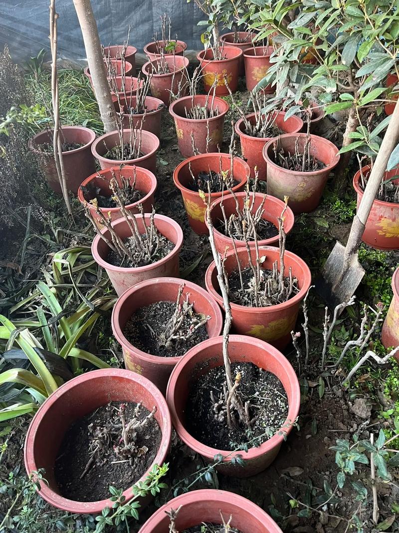 盆栽牡丹栽培和养护,盆栽牡丹花的养殖方法-第3张图片-优品飞百科 盆栽牡丹栽培和养护,盆栽牡丹花的养殖方法-第3张图片-优品飞百科