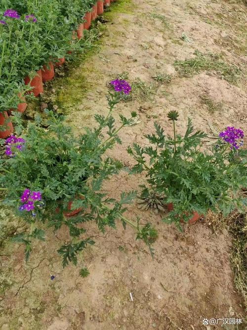 美女樱秋天怎么养，美女樱秋天怎么养护？-第1张图片-优品飞百科