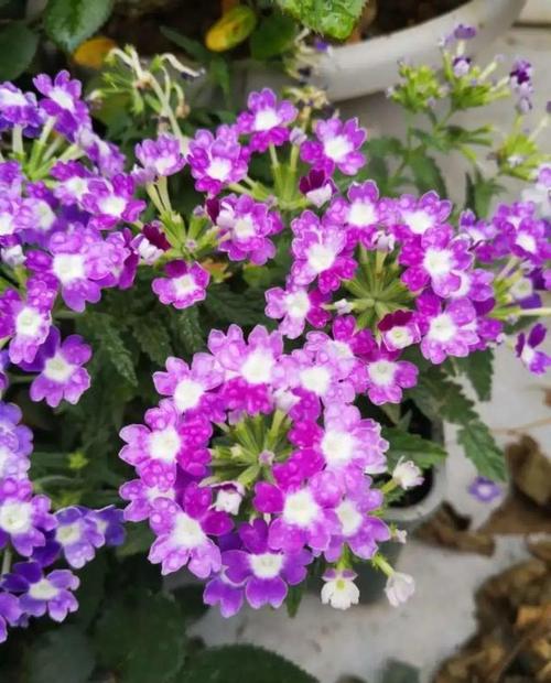 美女樱秋天怎么养，美女樱秋天怎么养护？-第2张图片-优品飞百科