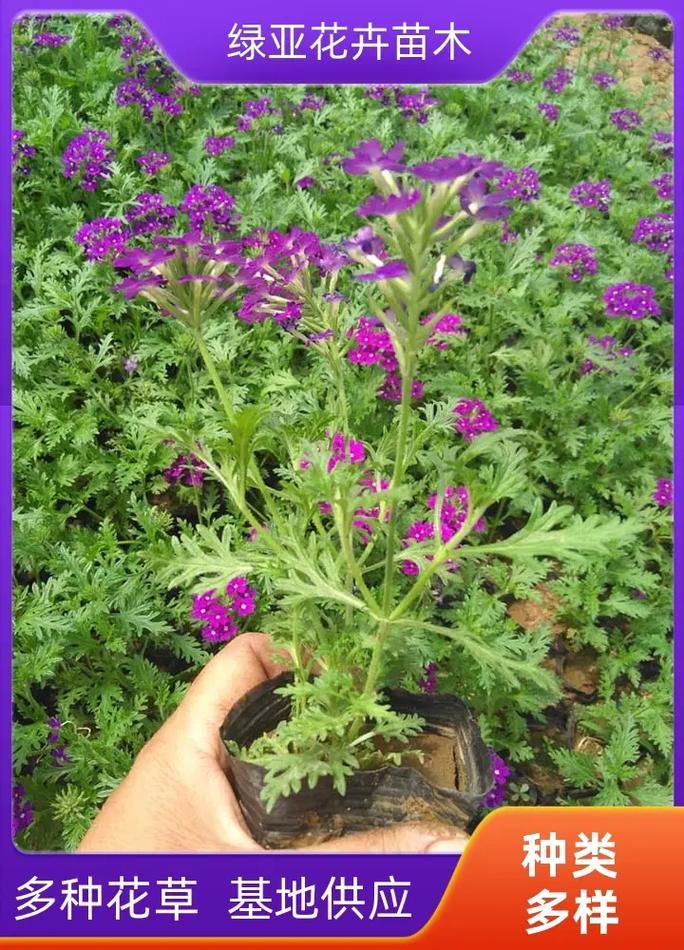 美女樱秋天怎么养，美女樱秋天怎么养护？-第3张图片-优品飞百科