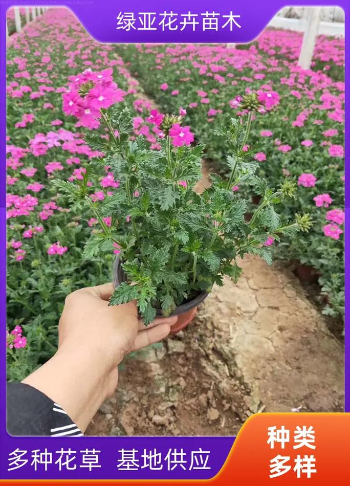 美女樱秋天怎么养，美女樱秋天怎么养护？-第4张图片-优品飞百科