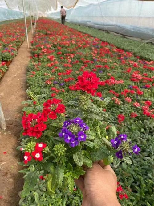 美女樱秋天怎么养，美女樱秋天怎么养护？-第5张图片-优品飞百科