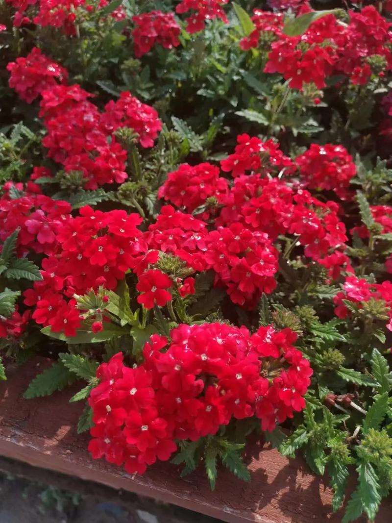 美女樱秋天怎么养，美女樱秋天怎么养护？-第6张图片-优品飞百科