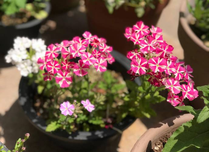 美女樱秋天怎么养，美女樱秋天怎么养护？-第7张图片-优品飞百科