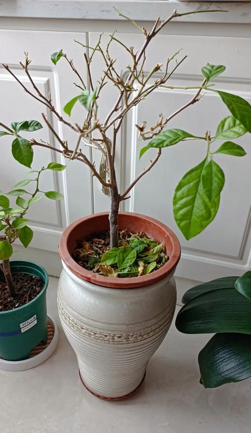 三角梅冬季落叶吗,三角梅冬天叶子会掉光吗?-第1张图片-优品飞百科 三角梅冬季落叶吗,三角梅冬天叶子会掉光吗?-第1张图片-优品飞百科