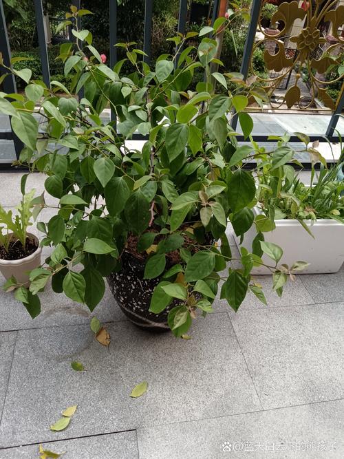 三角梅冬季落叶吗,三角梅冬天叶子会掉光吗?-第2张图片-优品飞百科 三角梅冬季落叶吗,三角梅冬天叶子会掉光吗?-第2张图片-优品飞百科