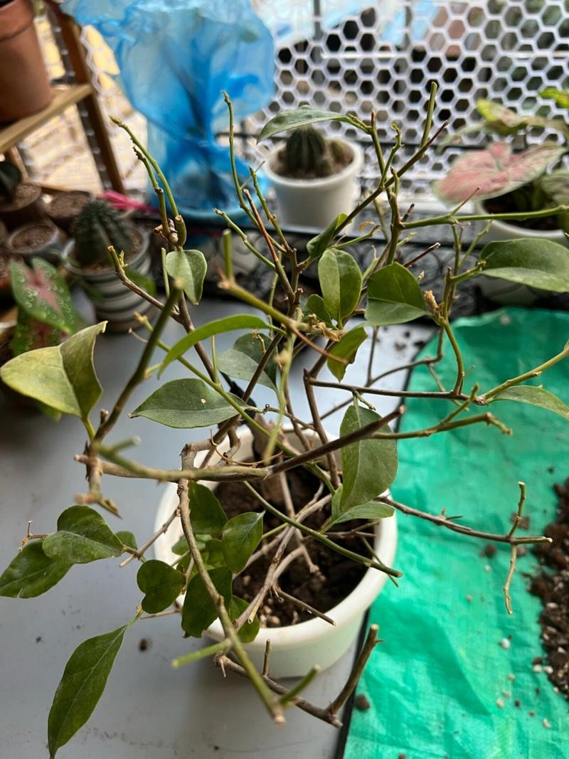 三角梅冬季落叶吗,三角梅冬天叶子会掉光吗?-第4张图片-优品飞百科 三角梅冬季落叶吗,三角梅冬天叶子会掉光吗?-第4张图片-优品飞百科