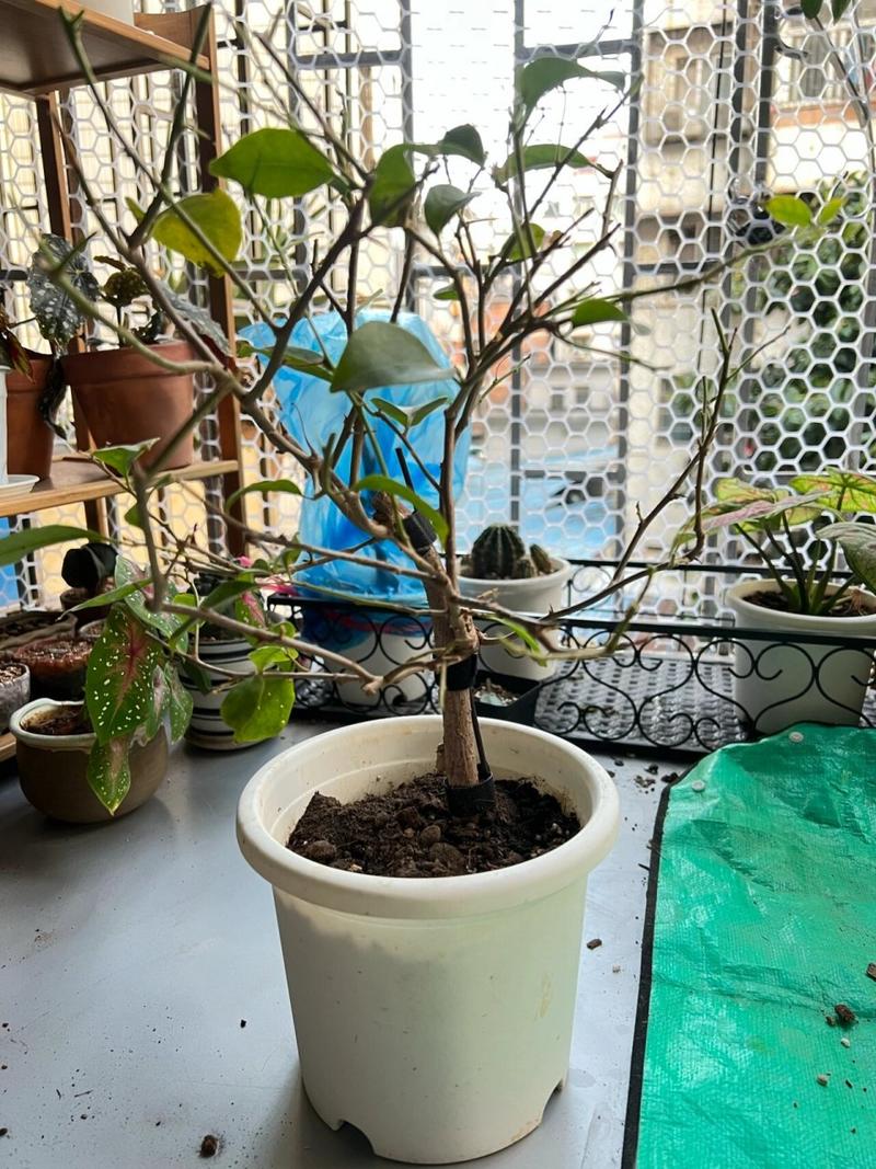 三角梅冬季落叶吗,三角梅冬天叶子会掉光吗?-第5张图片-优品飞百科 三角梅冬季落叶吗,三角梅冬天叶子会掉光吗?-第5张图片-优品飞百科