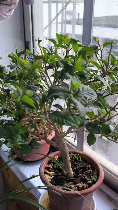 三角梅冬季落叶吗,三角梅冬天叶子会掉光吗?-第6张图片-优品飞百科 三角梅冬季落叶吗,三角梅冬天叶子会掉光吗?-第6张图片-优品飞百科