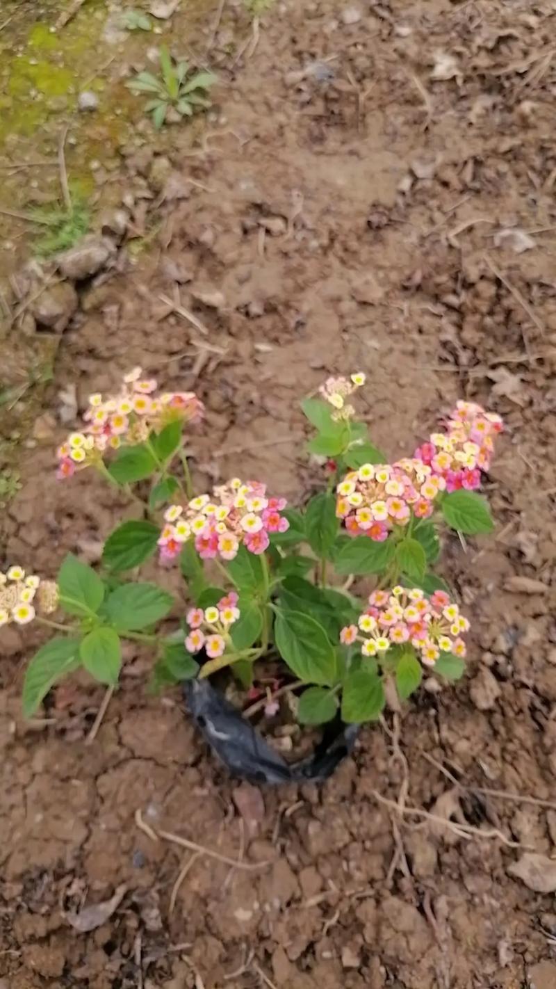 五色梅春天怎么养?五色梅春天怎么养护和管理?-第1张图片-优品飞百科 五色梅春天怎么养?五色梅春天怎么养护和管理?-第1张图片-优品飞百科