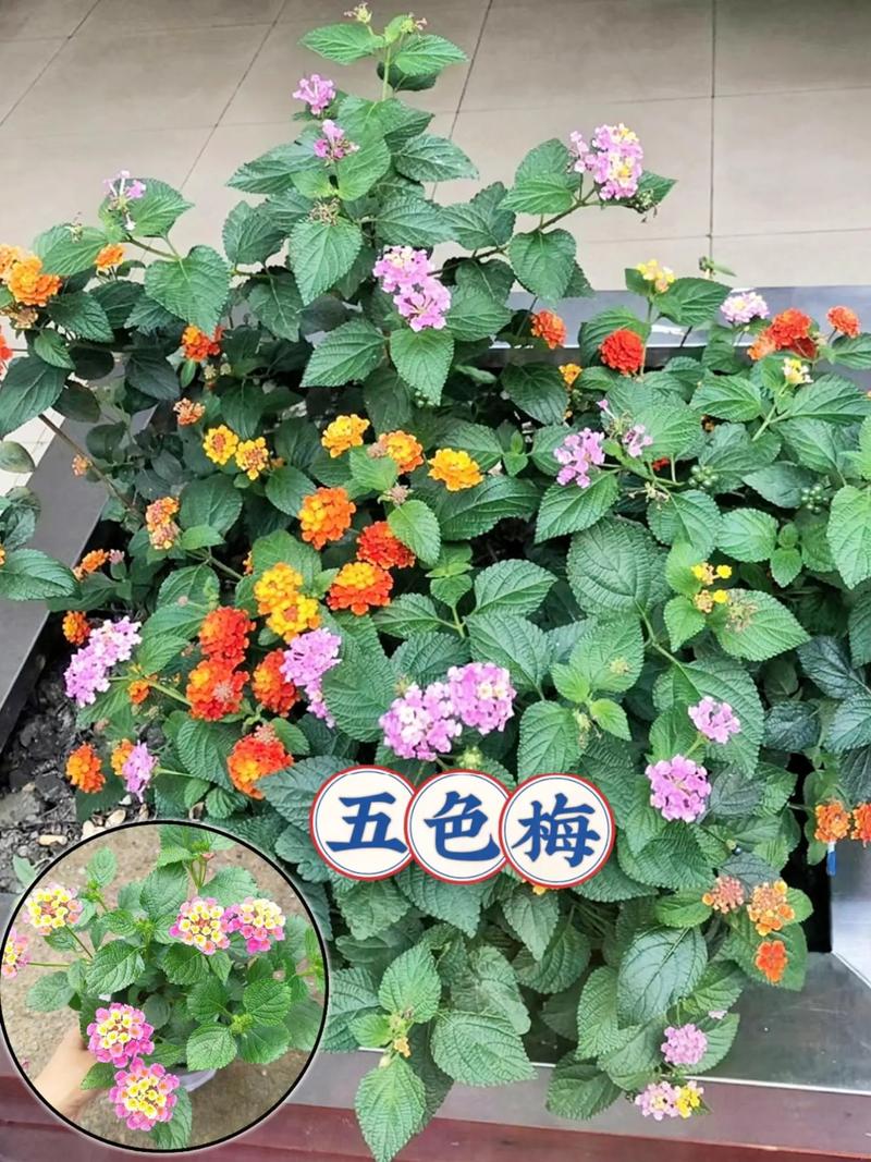 五色梅春天怎么养?五色梅春天怎么养护和管理?-第2张图片-优品飞百科 五色梅春天怎么养?五色梅春天怎么养护和管理?-第2张图片-优品飞百科