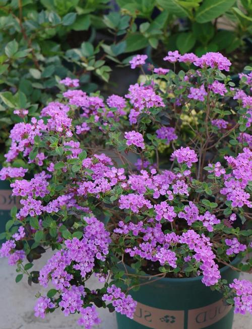 五色梅春天怎么养?五色梅春天怎么养护和管理?-第3张图片-优品飞百科 五色梅春天怎么养?五色梅春天怎么养护和管理?-第3张图片-优品飞百科