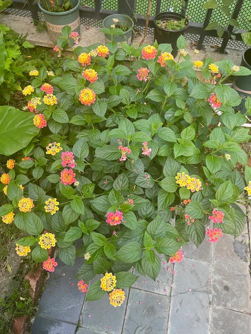 五色梅春天怎么养?五色梅春天怎么养护和管理?-第4张图片-优品飞百科 五色梅春天怎么养?五色梅春天怎么养护和管理?-第4张图片-优品飞百科