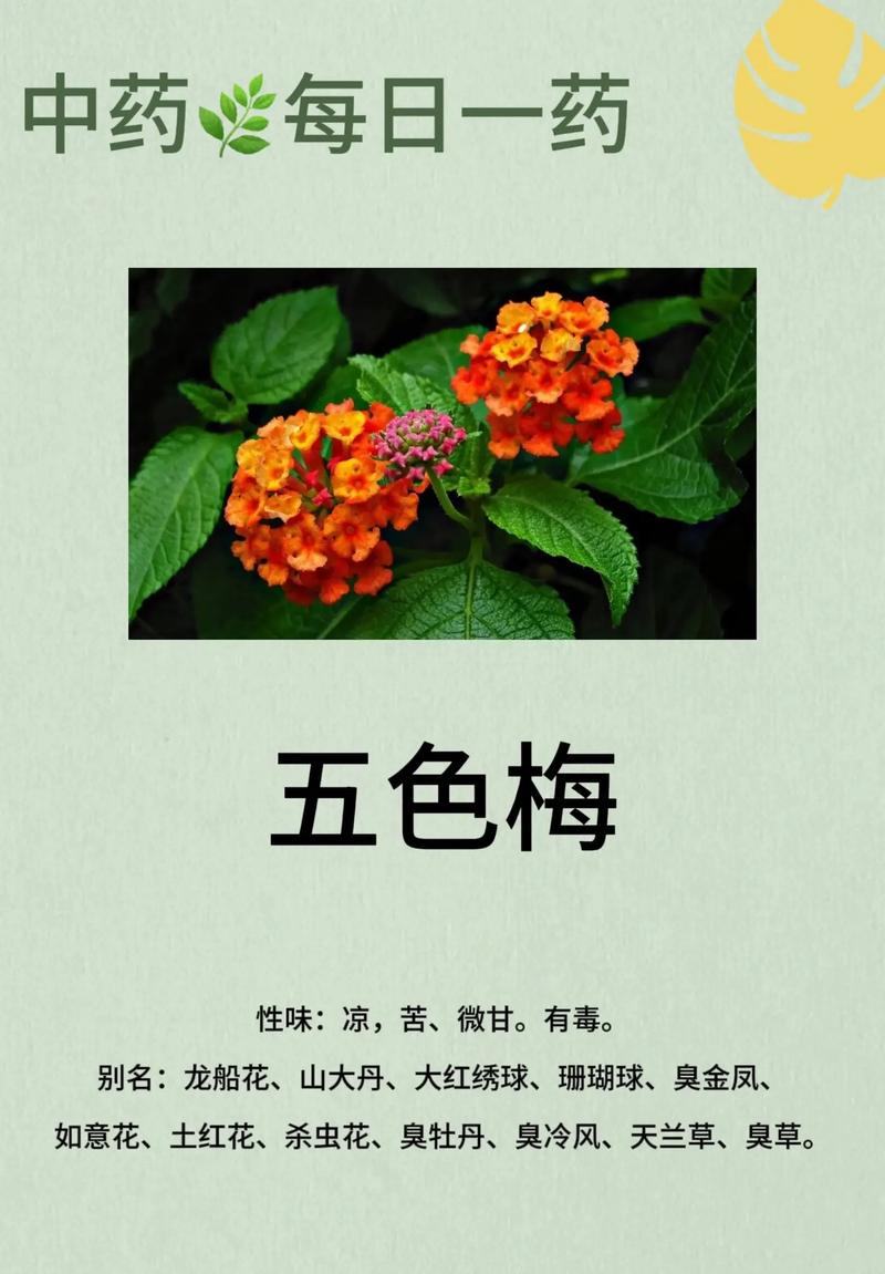 五色梅春天怎么养?五色梅春天怎么养护和管理?-第5张图片-优品飞百科 五色梅春天怎么养?五色梅春天怎么养护和管理?-第5张图片-优品飞百科