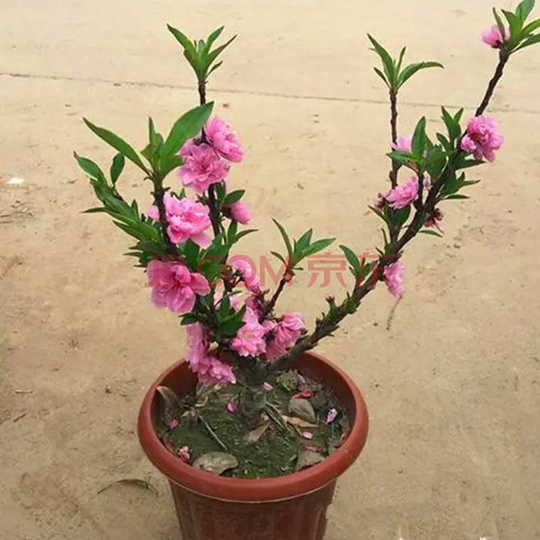 桃花什么时候施肥,桃花什么时候种-第4张图片-优品飞百科 桃花什么时候施肥,桃花什么时候种-第4张图片-优品飞百科