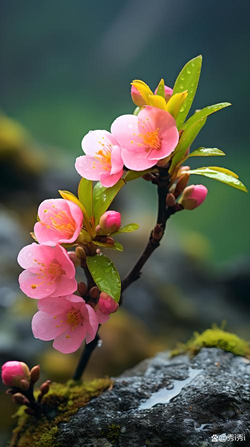 桃花什么时候施肥,桃花什么时候种-第5张图片-优品飞百科 桃花什么时候施肥,桃花什么时候种-第5张图片-优品飞百科