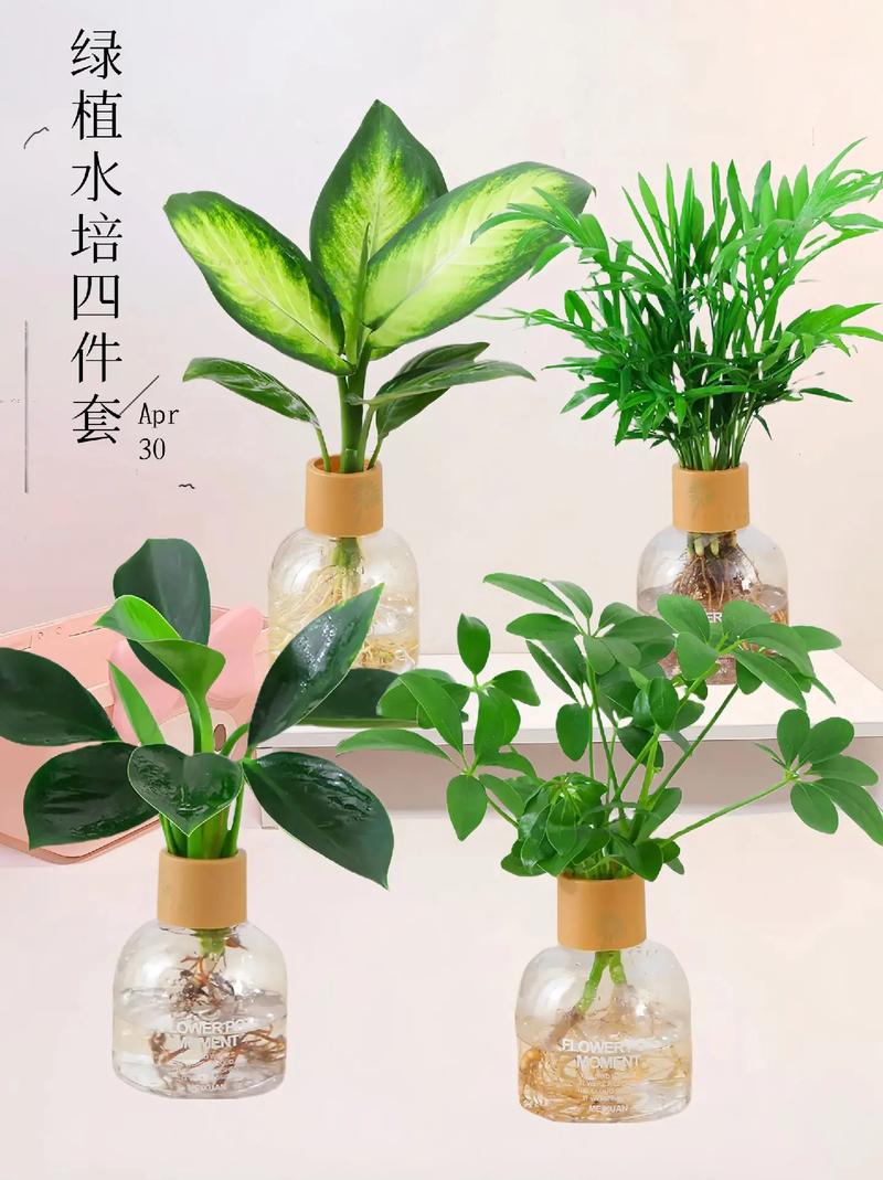 养花水里兑点饮料，养花加水加什么水-第1张图片-优品飞百科