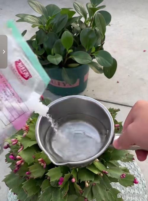 养花水里兑点饮料，养花加水加什么水-第3张图片-优品飞百科