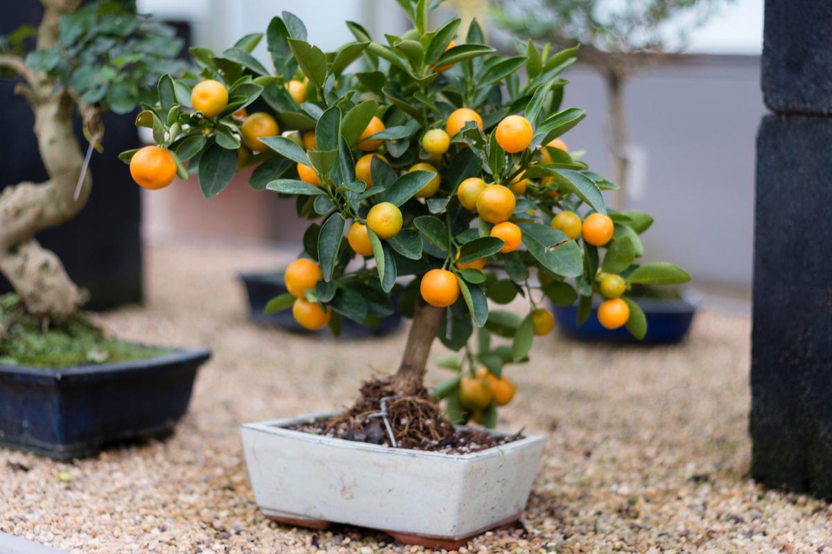 橘子春天室内如何浇水？橘子春天室内如何浇水施肥？