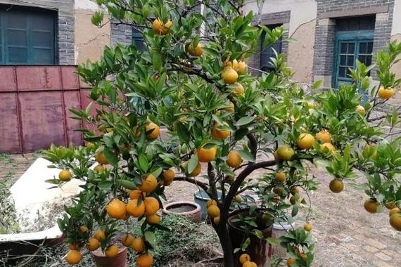 橘子春天室内如何浇水？橘子春天室内如何浇水施肥？-第2张图片-优品飞百科