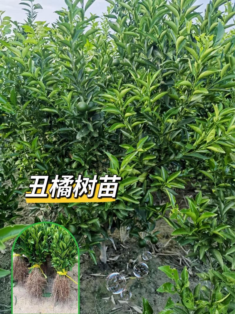 橘子春天室内如何浇水？橘子春天室内如何浇水施肥？-第4张图片-优品飞百科