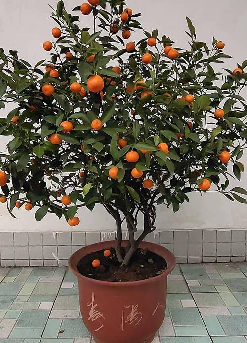 橘子春天室内如何浇水？橘子春天室内如何浇水施肥？-第6张图片-优品飞百科