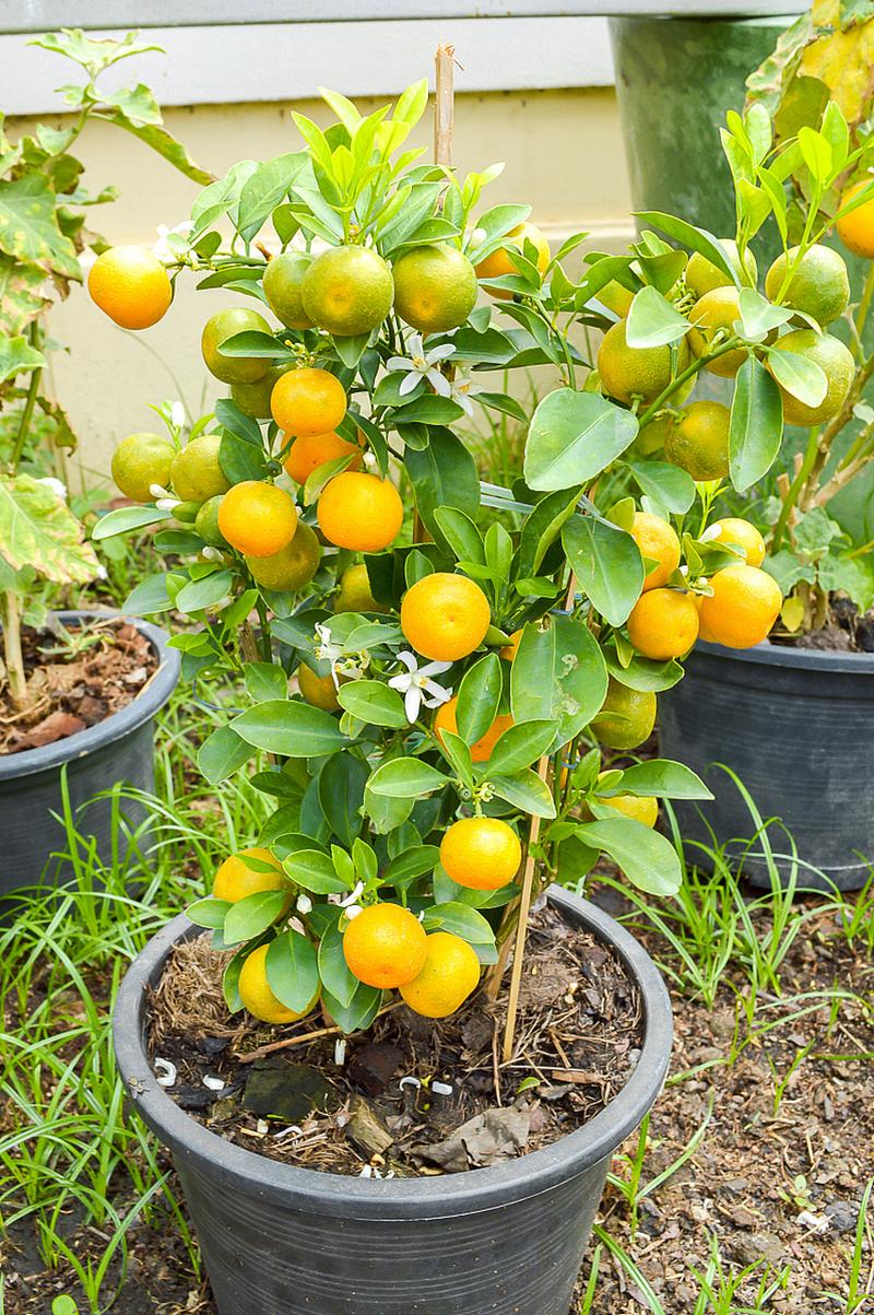 橘子春天室内如何浇水？橘子春天室内如何浇水施肥？-第7张图片-优品飞百科