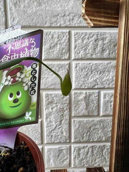 猪笼草怎么养才能长笼，猪笼草怎么养才能长笼子？-第1张图片-优品飞百科