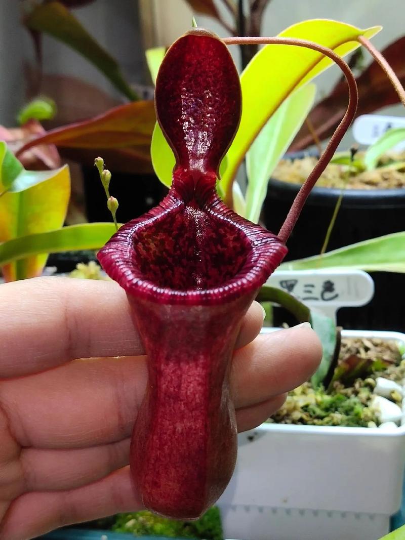 猪笼草怎么养才能长笼，猪笼草怎么养才能长笼子？-第3张图片-优品飞百科