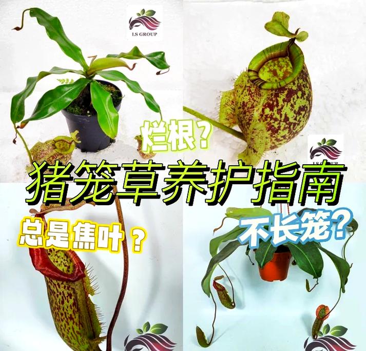 猪笼草怎么养才能长笼，猪笼草怎么养才能长笼子？-第4张图片-优品飞百科