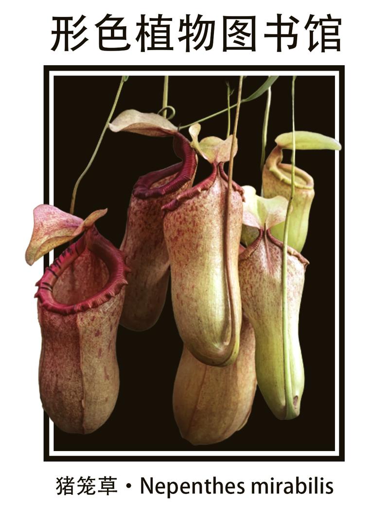 猪笼草怎么养才能长笼，猪笼草怎么养才能长笼子？-第5张图片-优品飞百科