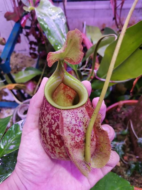 猪笼草怎么养才能长笼，猪笼草怎么养才能长笼子？-第6张图片-优品飞百科