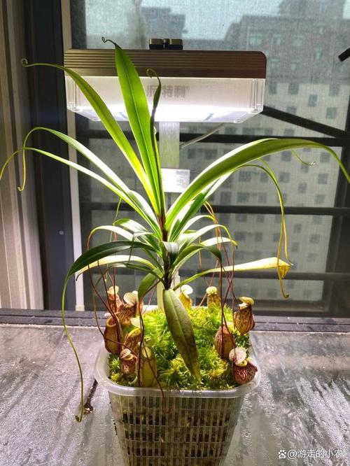猪笼草怎么养才能长笼，猪笼草怎么养才能长笼子？-第8张图片-优品飞百科