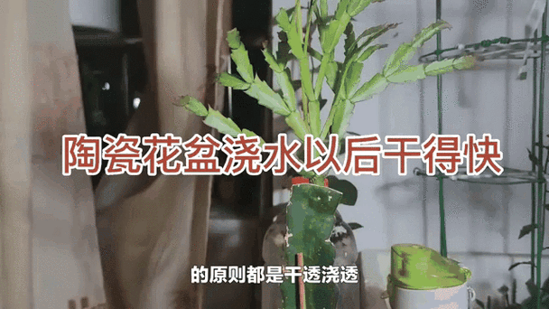 这3种花最爱“喝水”，什么花喜欢水多,甚至可以水养？-第2张图片-优品飞百科