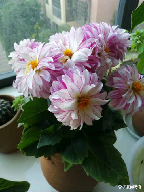 这3种花最爱“喝水”，什么花喜欢水多,甚至可以水养？-第3张图片-优品飞百科