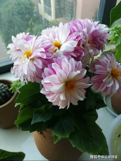 这3种花最爱“喝水”，什么花喜欢水多,甚至可以水养？-第4张图片-优品飞百科