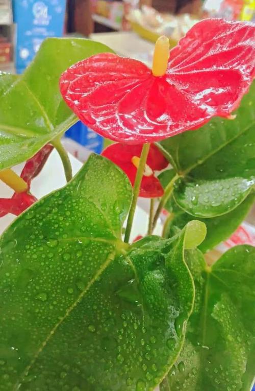 这3种花最爱“喝水”，什么花喜欢水多,甚至可以水养？-第5张图片-优品飞百科