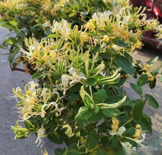 这3种花最爱“喝水”，什么花喜欢水多,甚至可以水养？-第6张图片-优品飞百科