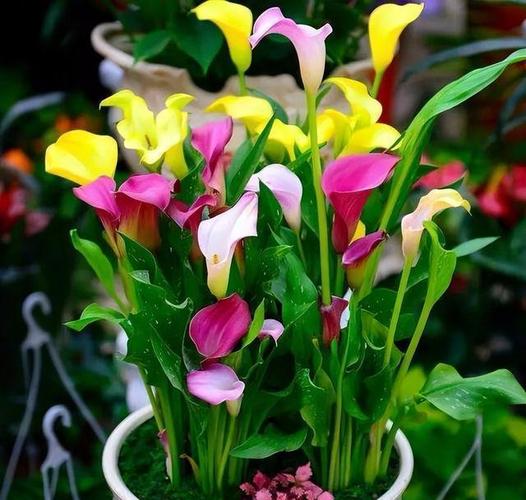 这3种花最爱“喝水”，什么花喜欢水多,甚至可以水养？-第7张图片-优品飞百科