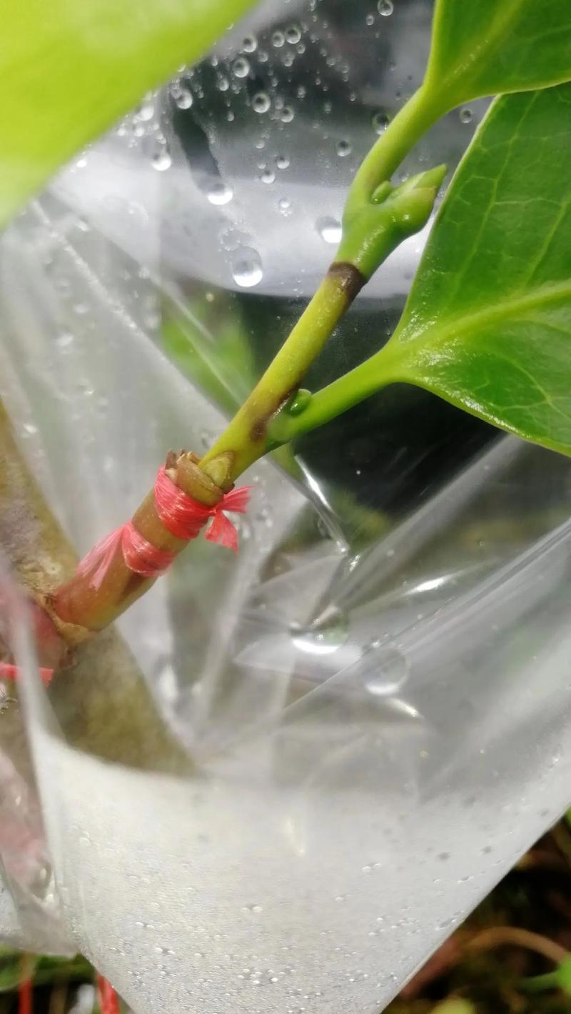 山茶花开花时怎么浇水？山茶花花期怎么浇水？