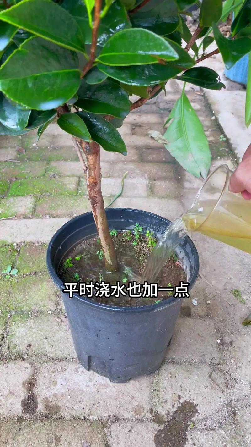 山茶花开花时怎么浇水？山茶花花期怎么浇水？-第2张图片-优品飞百科