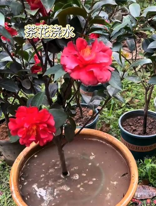 山茶花开花时怎么浇水？山茶花花期怎么浇水？-第3张图片-优品飞百科