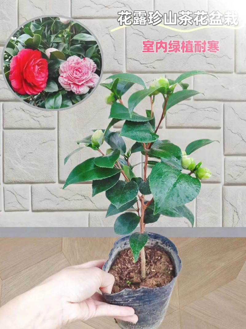 山茶花开花时怎么浇水？山茶花花期怎么浇水？-第4张图片-优品飞百科